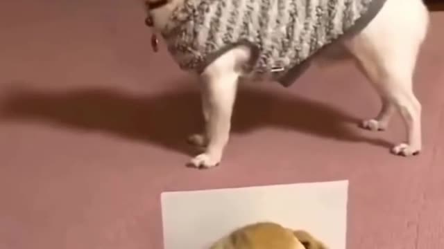 Little dog howls along with toy dog