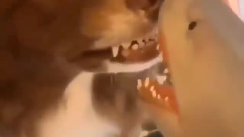 This is a beautiful and charming water-dwelling species