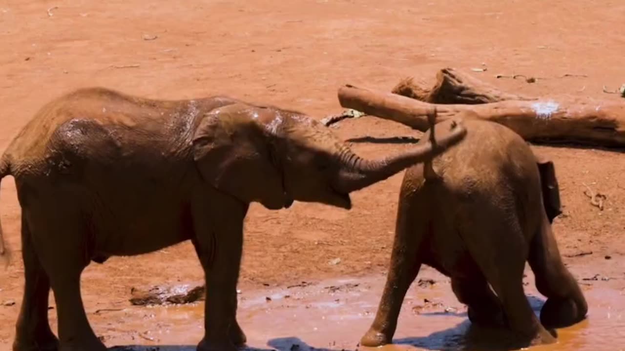 Elephant fighting