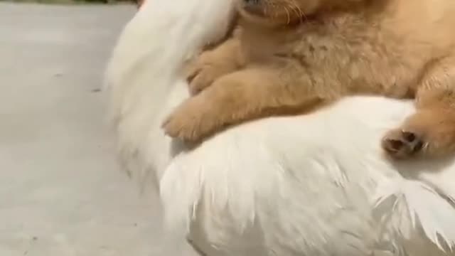 Puppy playing with Duck | Both are enjoying