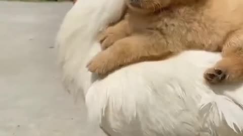 Puppy playing with Duck | Both are enjoying