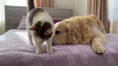 Golden Retriever Reacts to Pregnant Cat