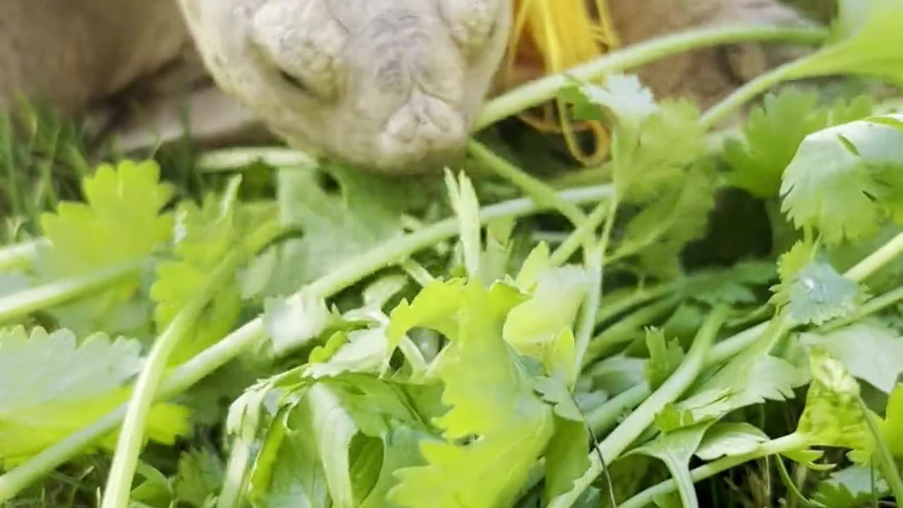 Tortoise snacks on cilantro in a graduation cap