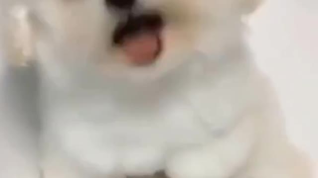 Cute dog video