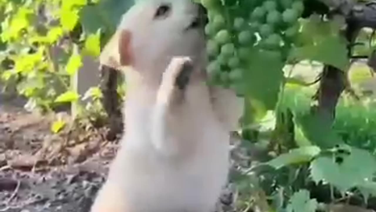Puppy and puppy friend ship a beautiful moments