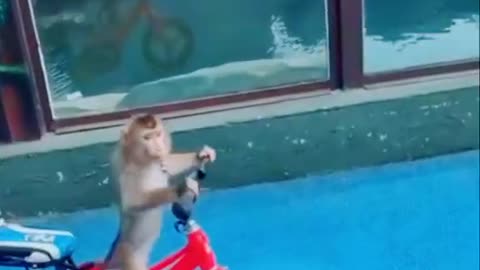 Funny animals video