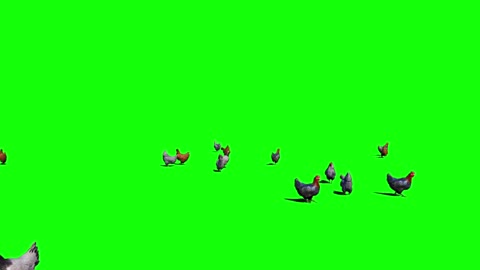 Hen's green screen effect