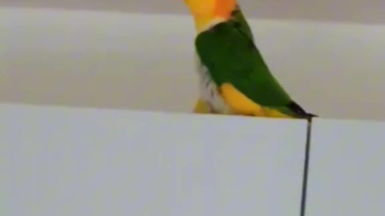 Australian Parrot Dance