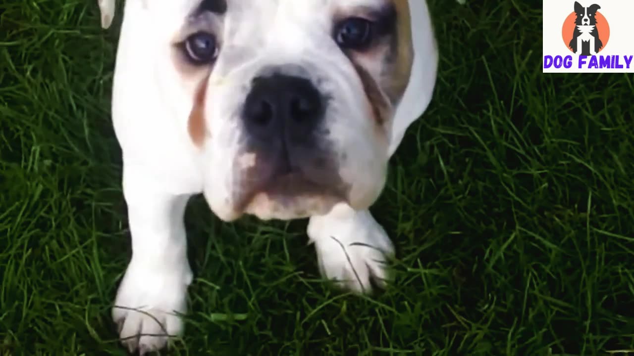 Two beautiful dogs are being trained to play in the ground.