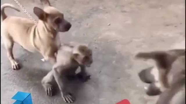 Funny monkey 🐵