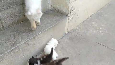 varsalking With Her Kittens And Hitting Them To Gild