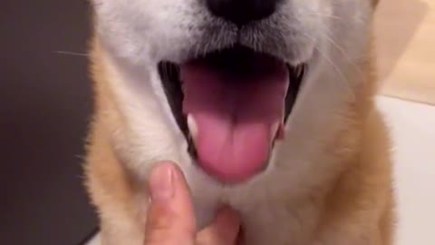 ha ha ha ha ha ha ha of pet firewood dog cure dogs
