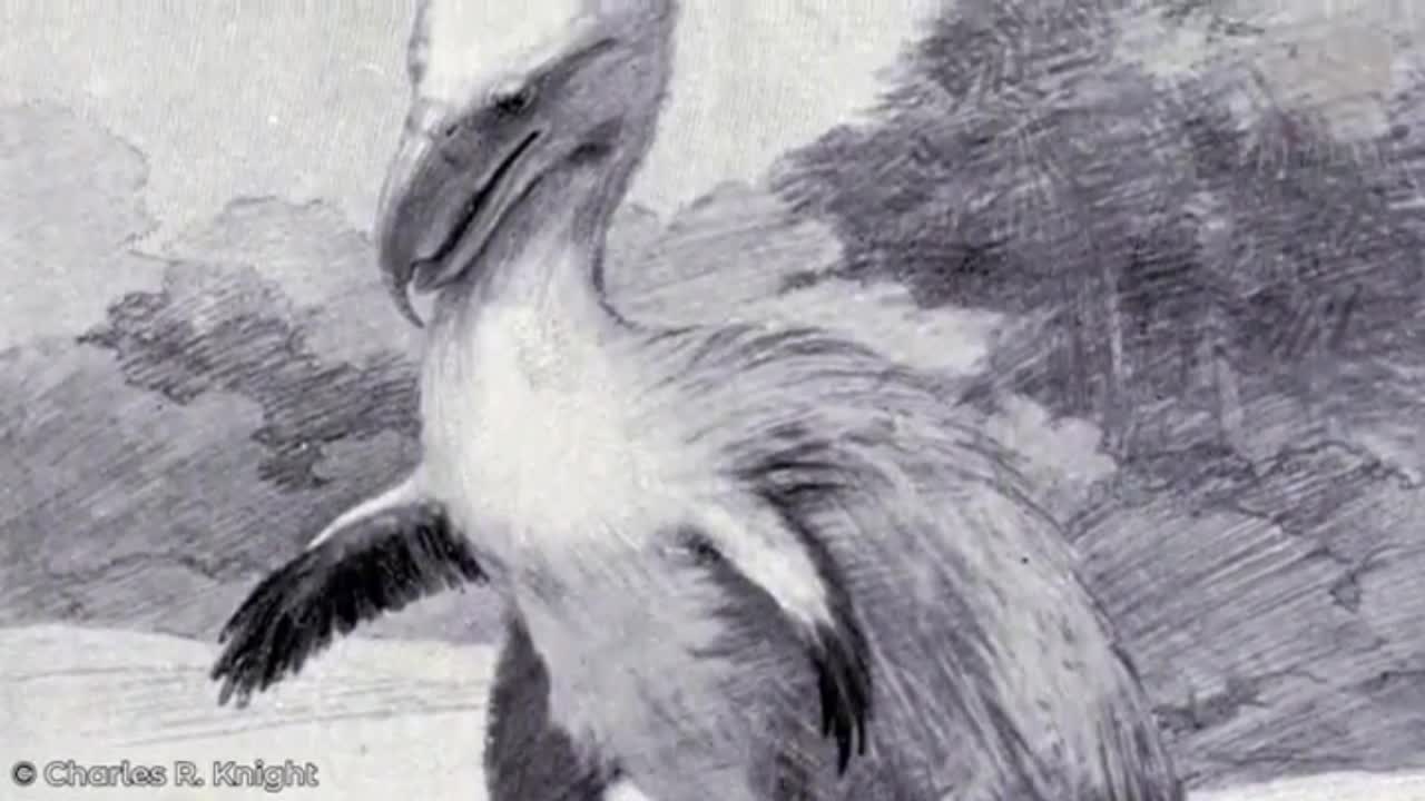 animais ferosea na terra