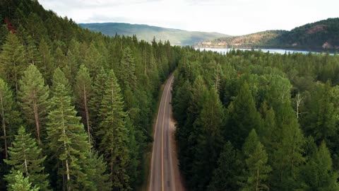 Road In The Middle Of A Forest