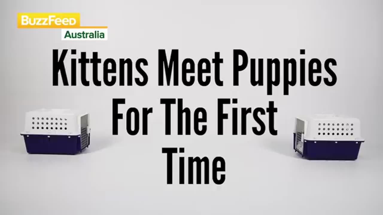 Kittens meet puppies for the first time