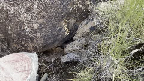 Trapout on a mountain large bee hive