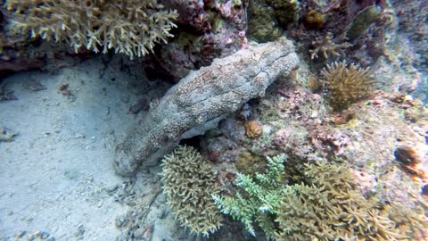 Um dos animais mais bizarros do oceano se move sobre o coral