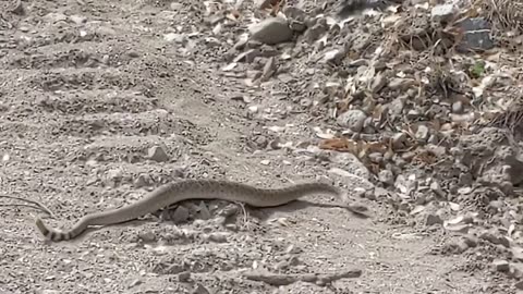 Western Diamondback Rattlesnake in Arizona