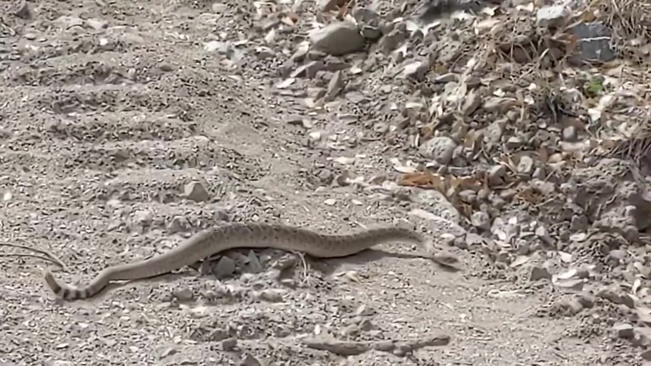 Western Diamondback Rattlesnake in Arizona