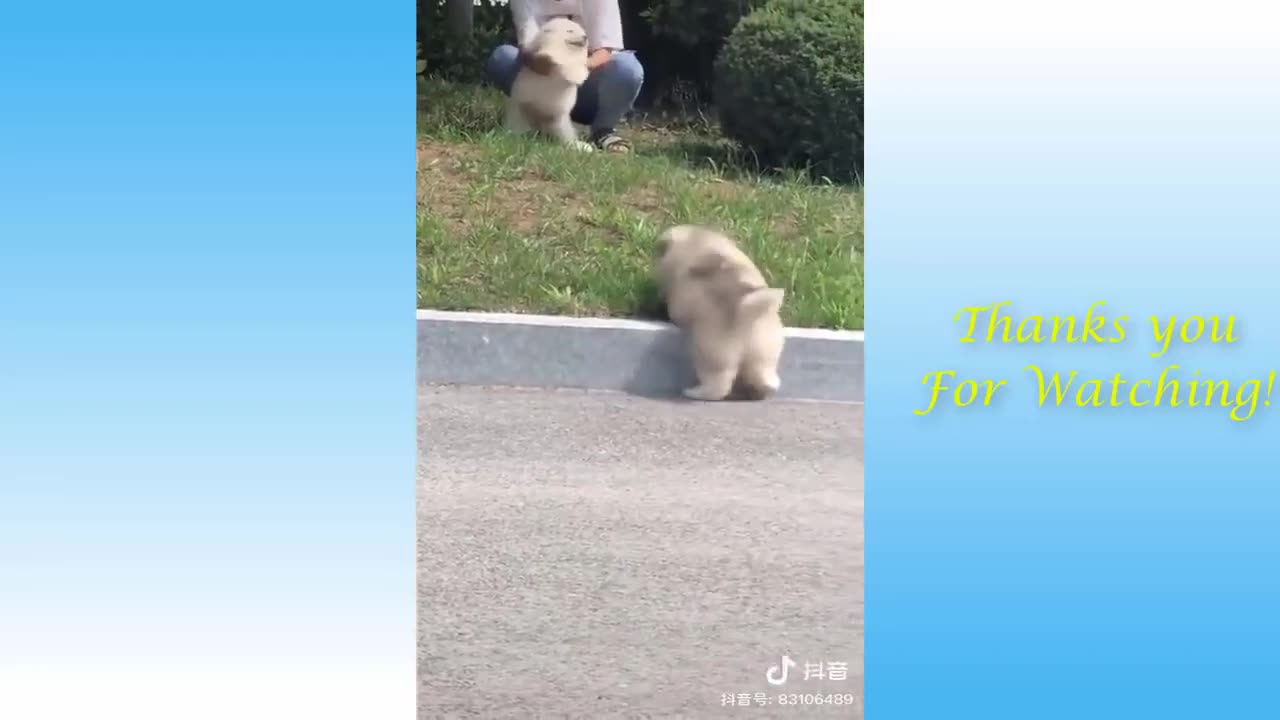 Best Funny Animal Videos of the year 2024