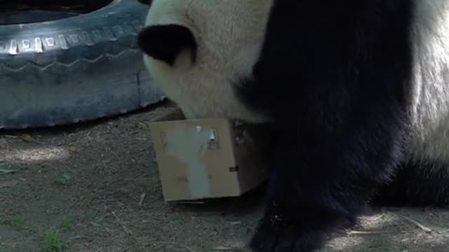 giant pandas