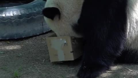 giant pandas