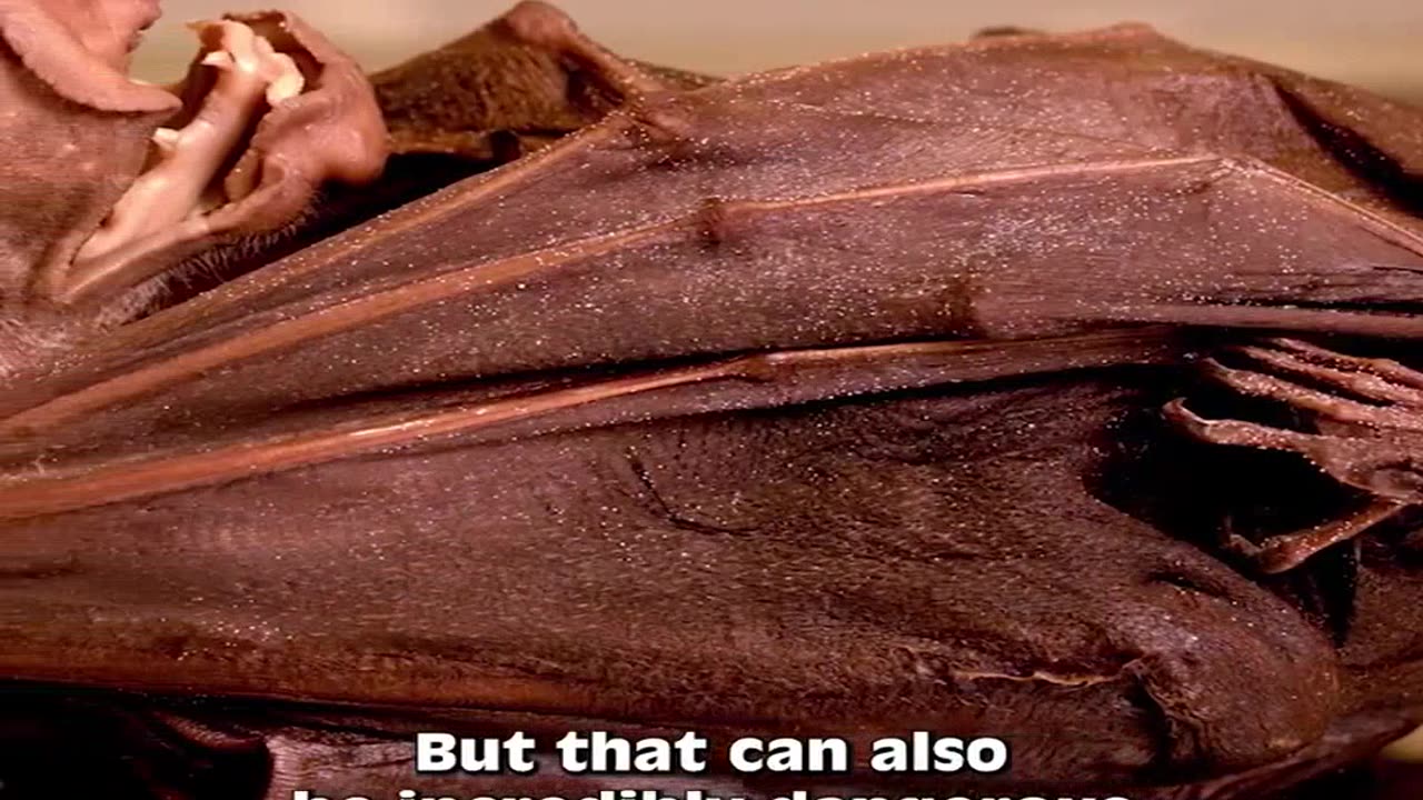 Bizarre African Bat Reveals Potential Danger to Humanity Ebola Reservoir