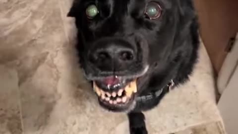 His dog is not happy that is leaving for work.