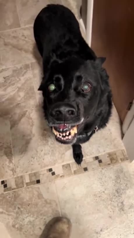 His dog is not happy that is leaving for work.