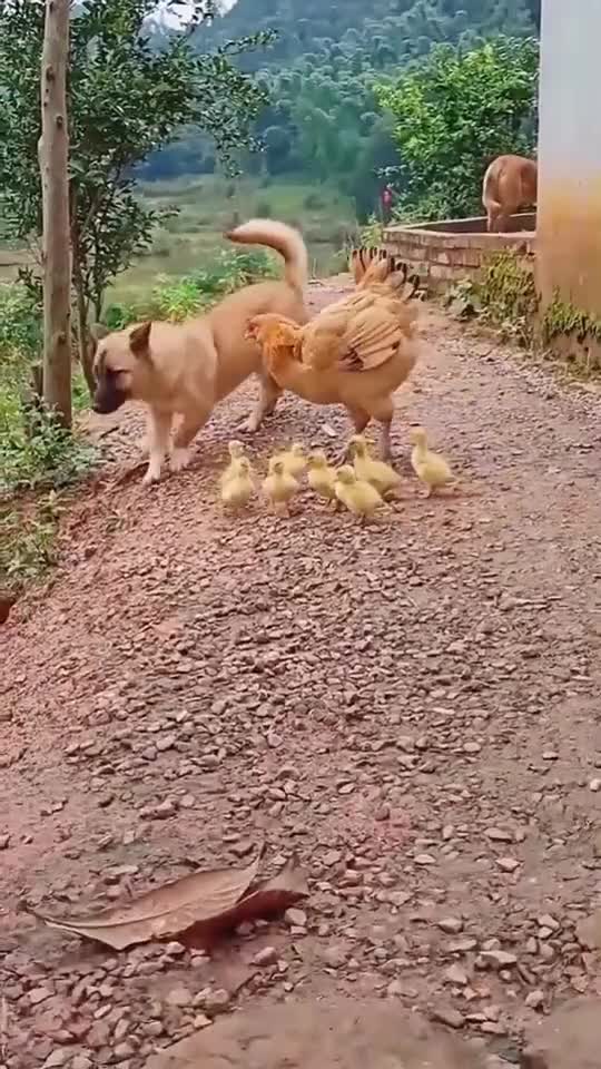 A chicken criticizes its young from a dog in an exciting scene