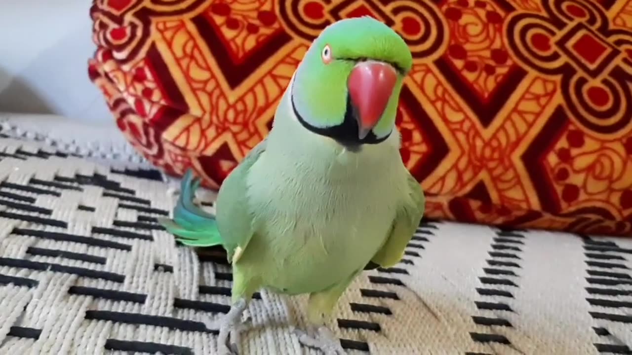 Funny Parrot