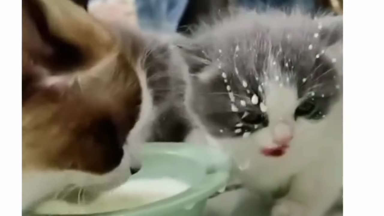 Poor Cat babies | Cat Mommy | Funny Cat Videos |