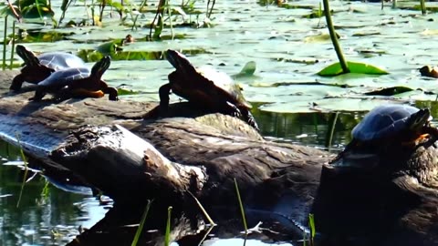 Painted Turtles