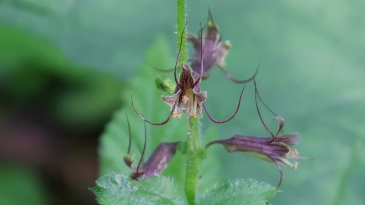 Piggy-Back Plant