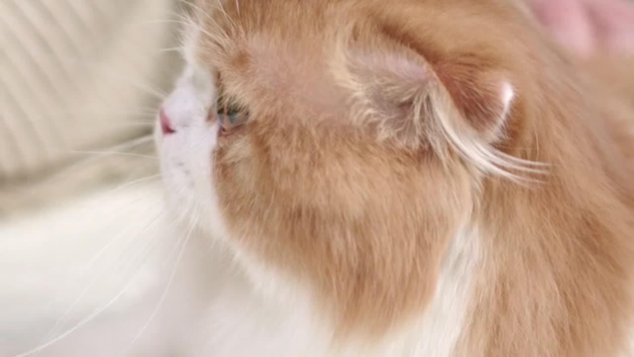 A Cat Getting Petting On The Bed