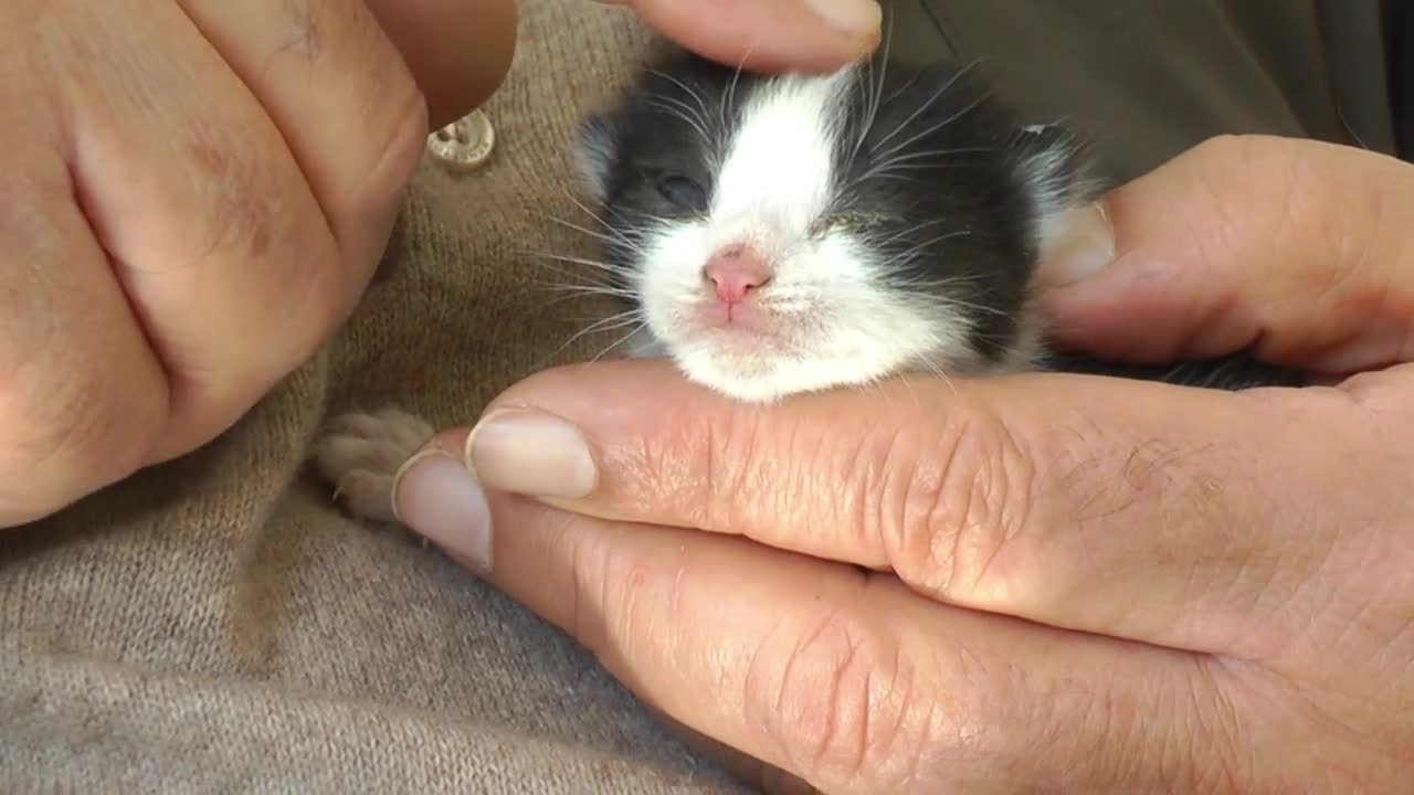 Newborn kitten in hand