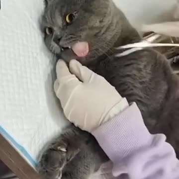 Funniest pets😁😁