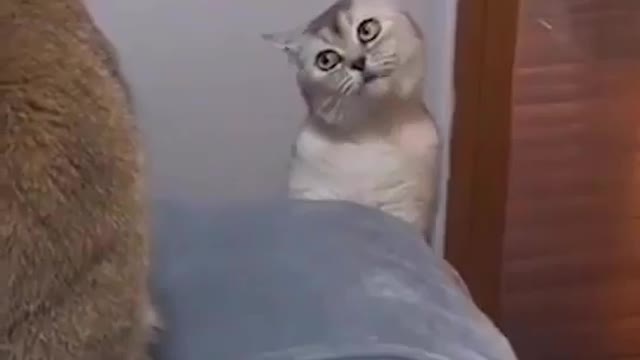 Very funny cat😄😄video a beautiful cat video