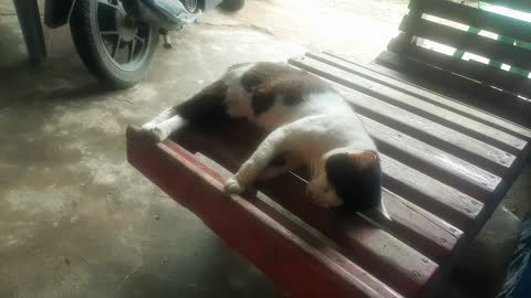 Cat women sleep security