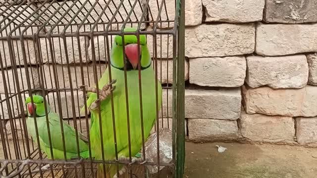 parrot talking sound female