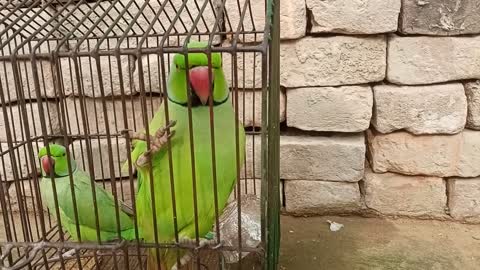 parrot talking sound female