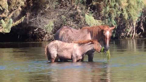 mare feeding her foal river eel grass