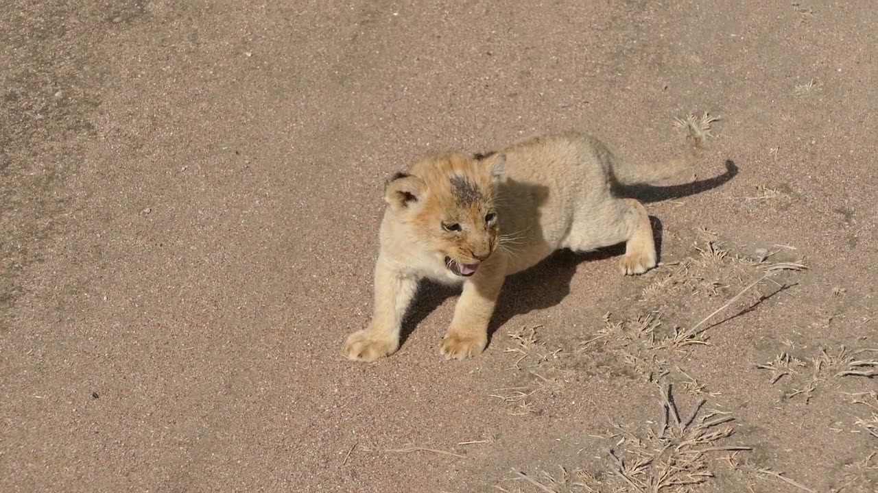 Really Cute Lion Cubs Arguing with their Mom!!