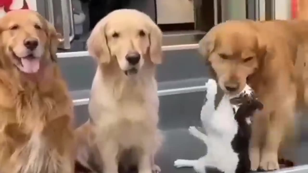 Cute Cats & Dogs
