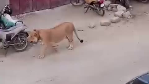 Lion opening Running on the Road in Pakistan ۔Karachi