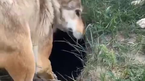 What are these dogs grabbing at the hole as if they're scared