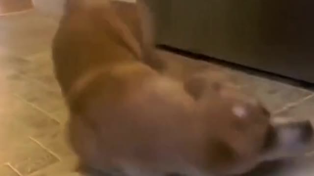 dogsofttiktok #justababy #puppiesoftiktok