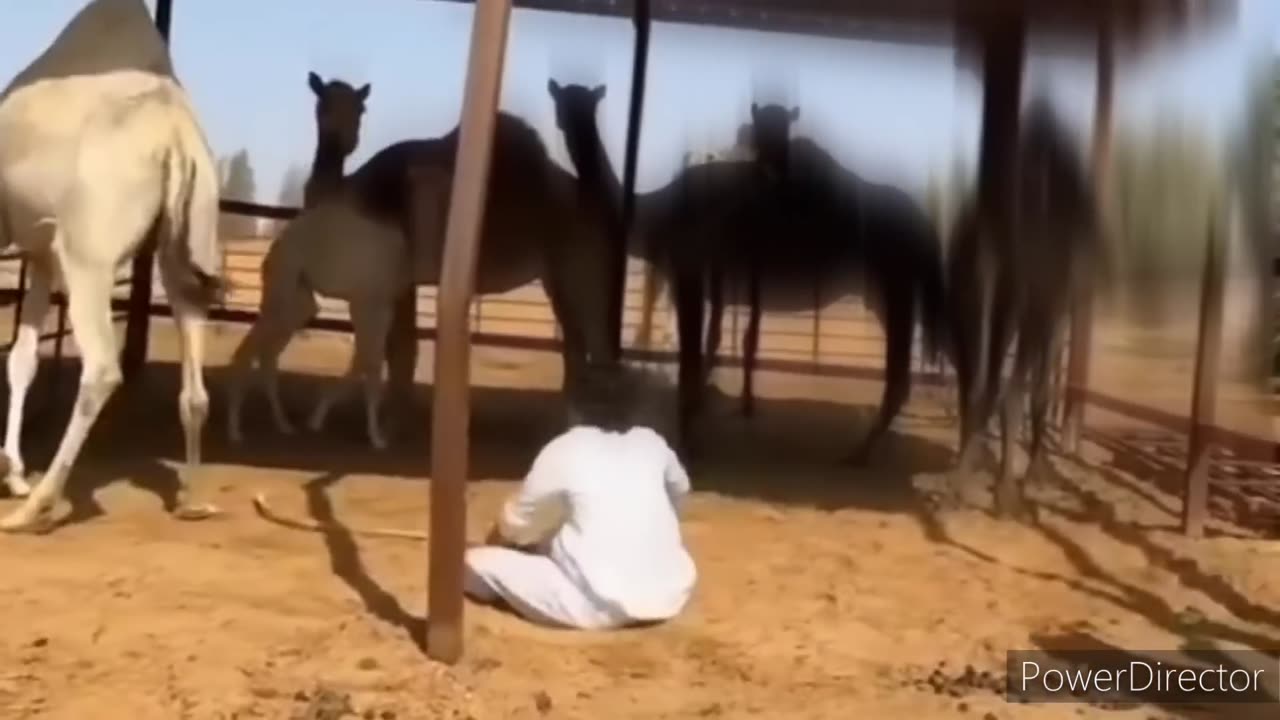 Very Funny Arab Video,Enjoy This Video