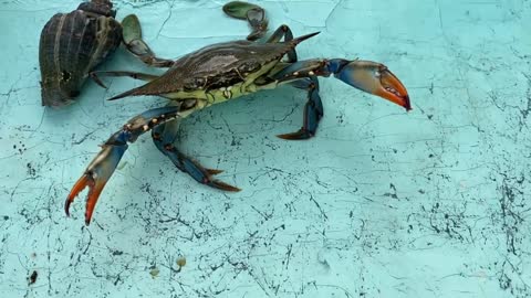 Big Blue Crab