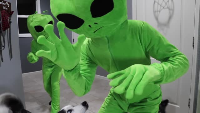 Alien Invasion Prank On My Huskies! Funny Ending!